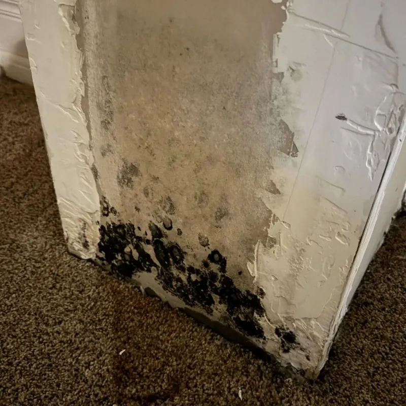 Professional Mold Removal in Lovettsville, VA